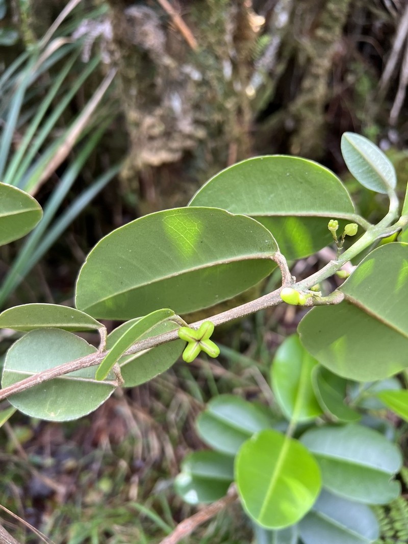 Kauai Melicope photo 6