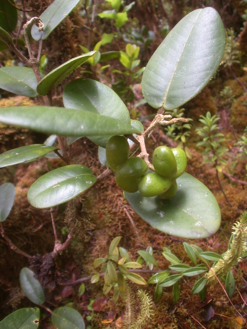 Kauai Melicope photo 7