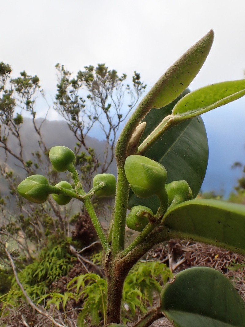 Kauai Melicope photo 8