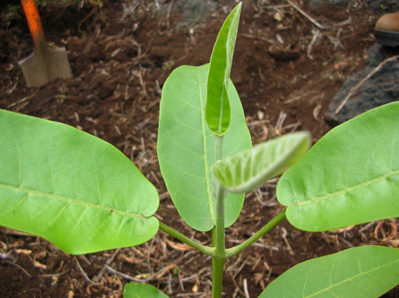Olokele Valley Melicope photo 4