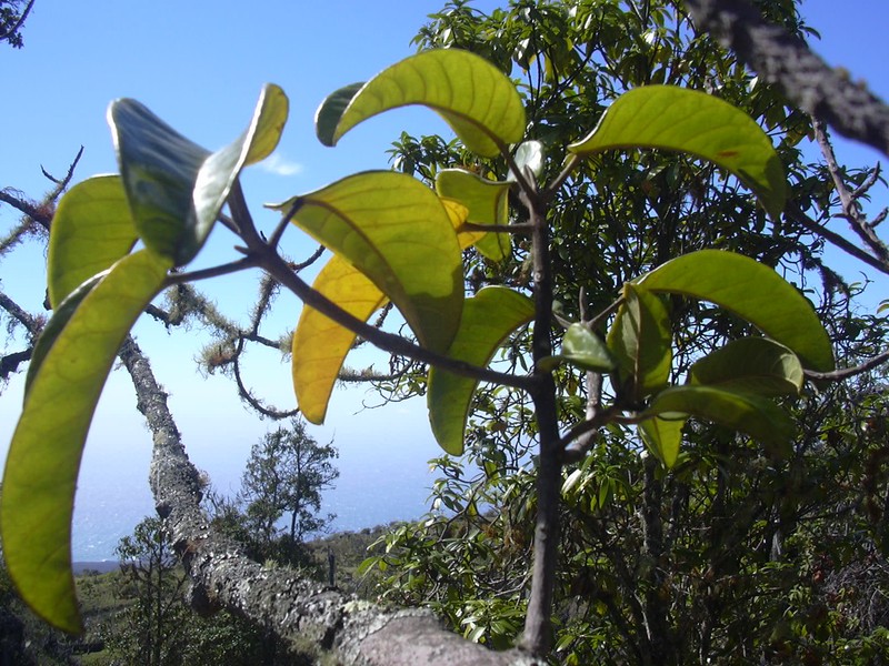 Olokele Valley Melicope
