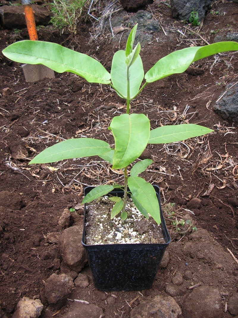 Olokele Valley Melicope photo 2