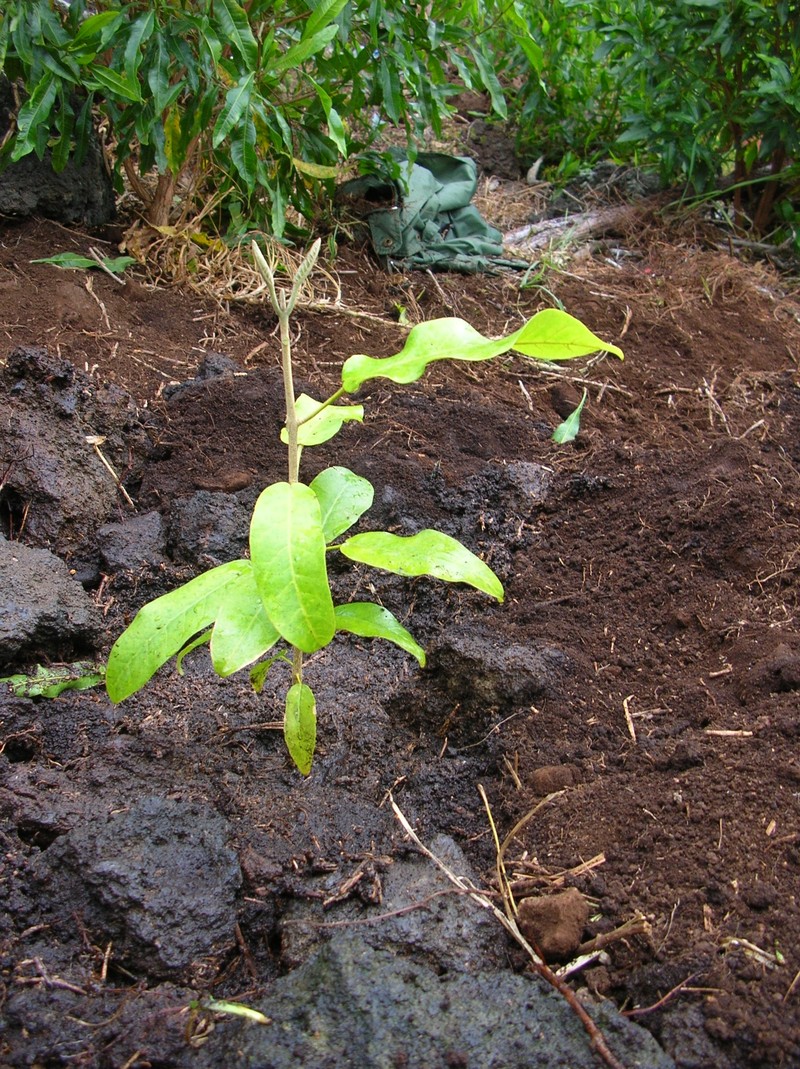 Olokele Valley Melicope photo 3