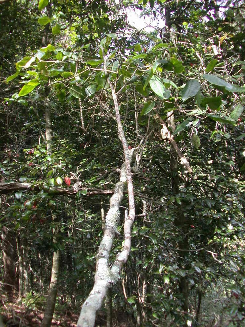 Olokele Valley Melicope photo 3