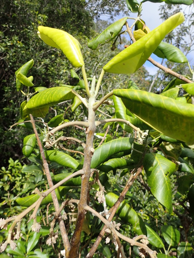 Olokele Valley Melicope photo 4