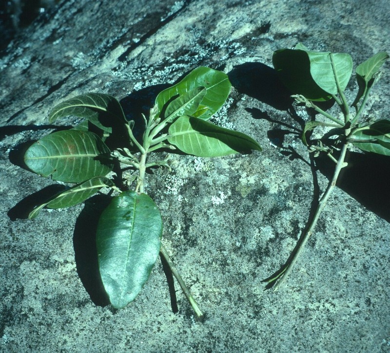 Olokele Valley Melicope photo 5