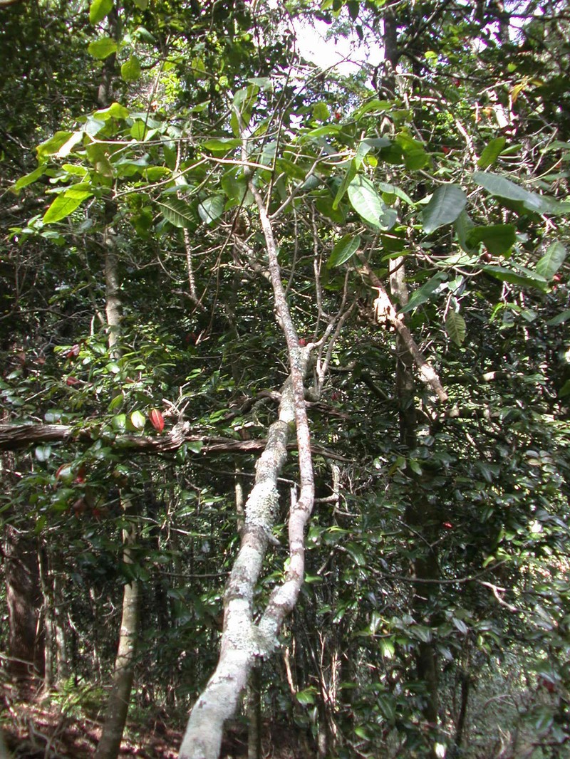Olokele Valley Melicope photo 8