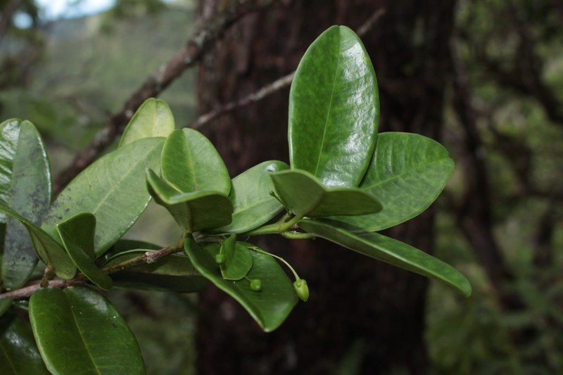 Koolau Range Melicope