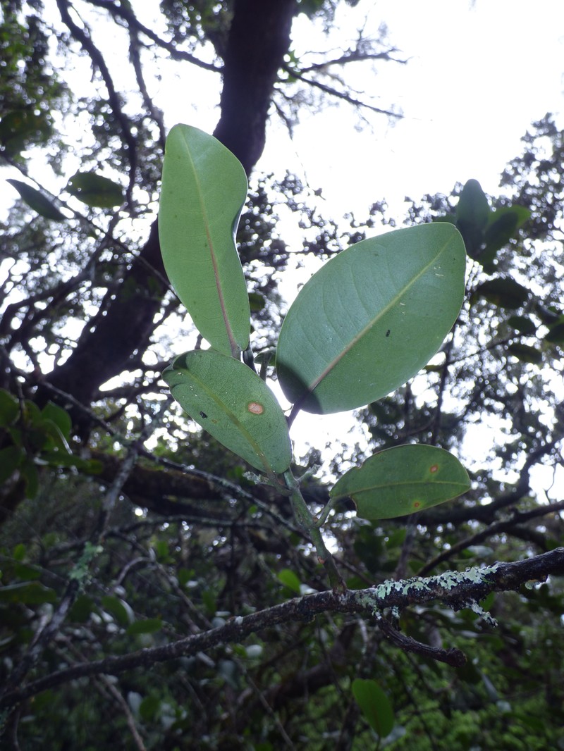 Molokai Melicope photo 2