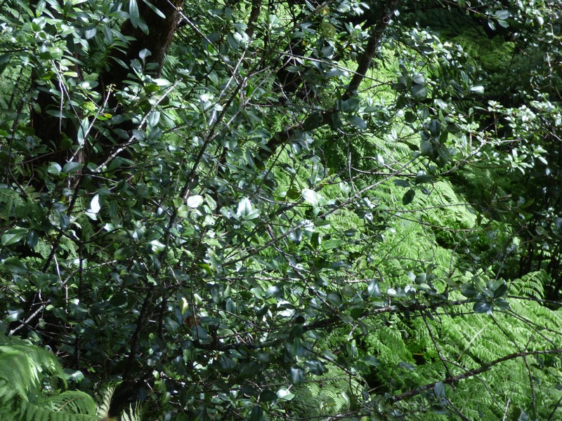 Molokai Melicope photo 5