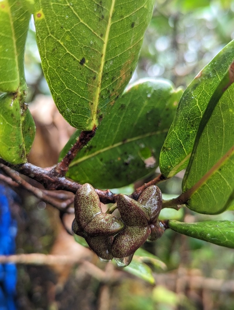 Molokai Melicope
