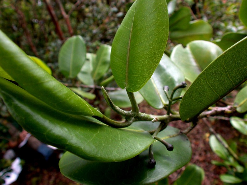 Molokai Melicope photo 3