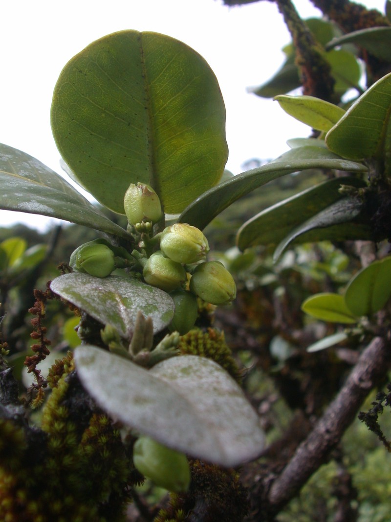 Molokai Melicope photo 4