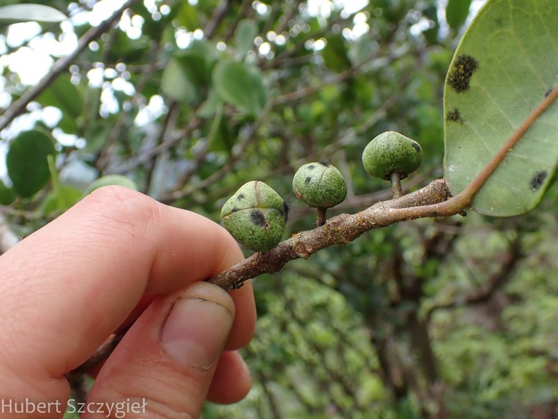 Oahu Melicope