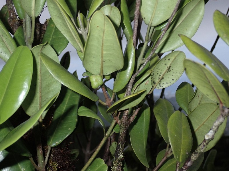 Oahu Melicope photo 2