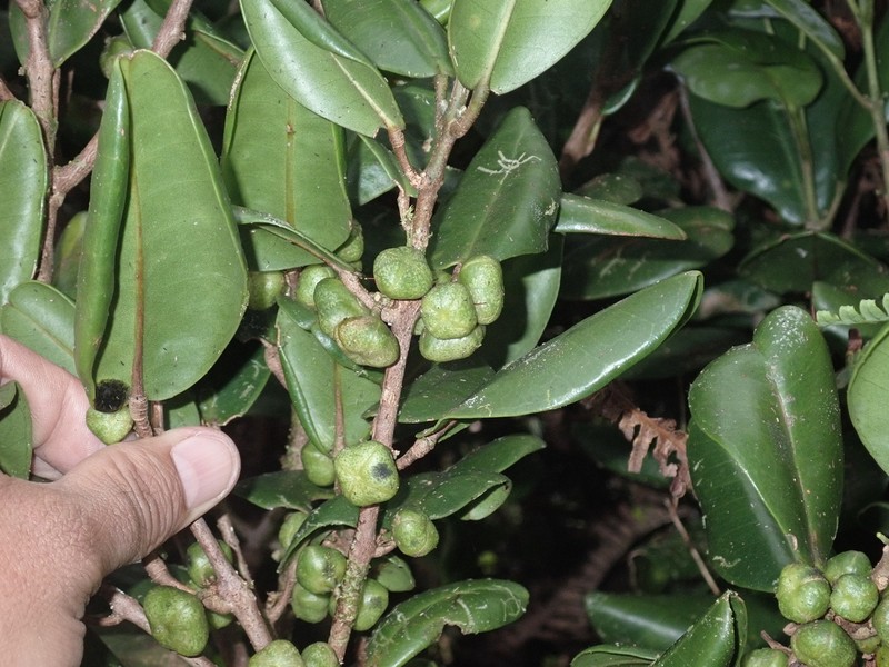 Oahu Melicope photo 3