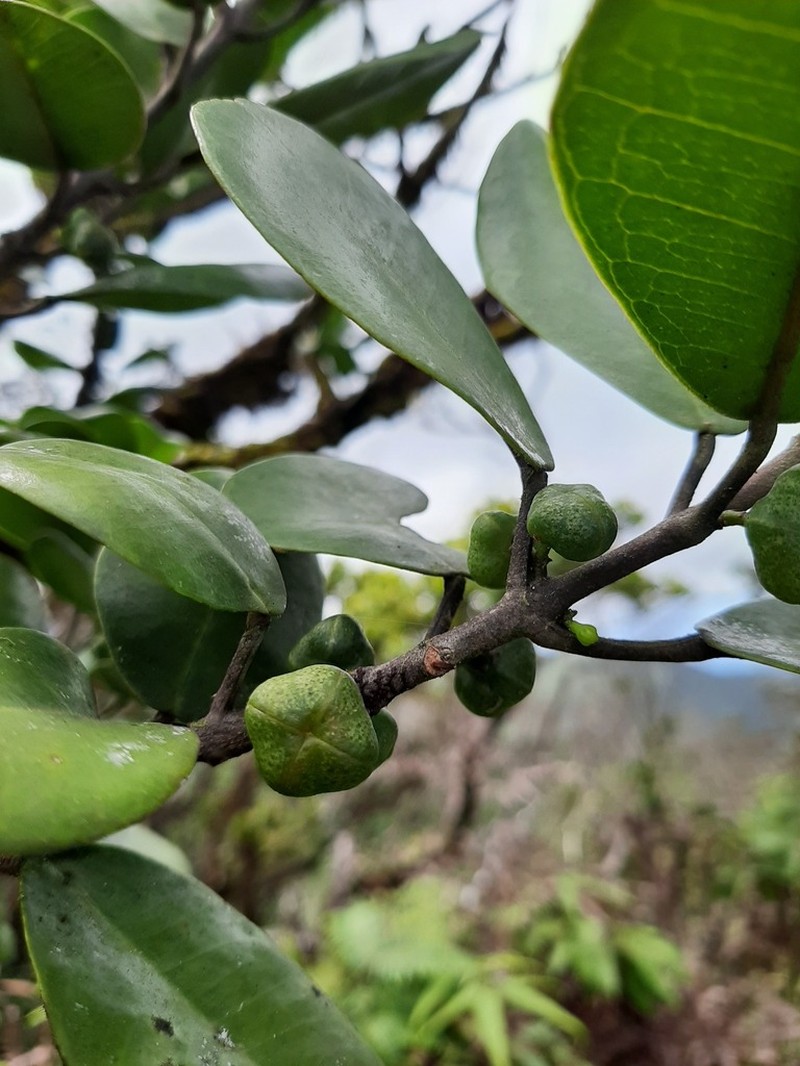 Oahu Melicope photo 4
