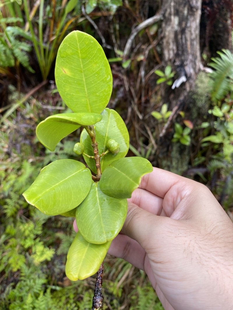 Oahu Melicope photo 5