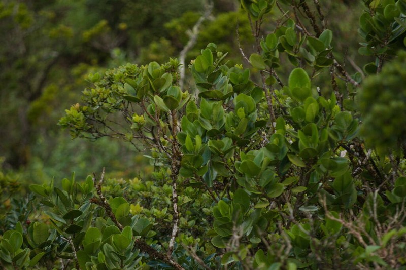 Oahu Melicope photo 6