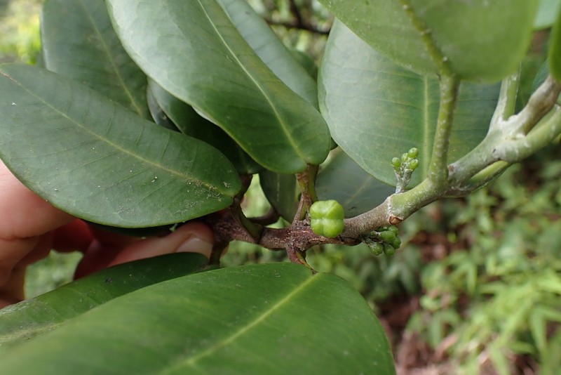 Oahu Melicope photo 7