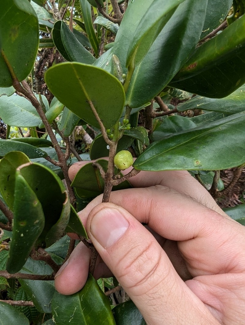 Oahu Melicope photo 8