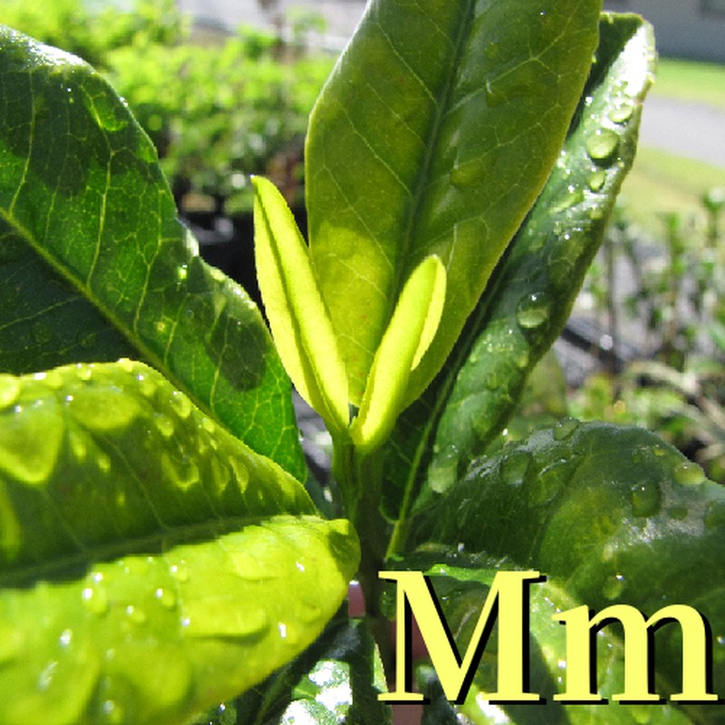 Makawao Melicope photo 2