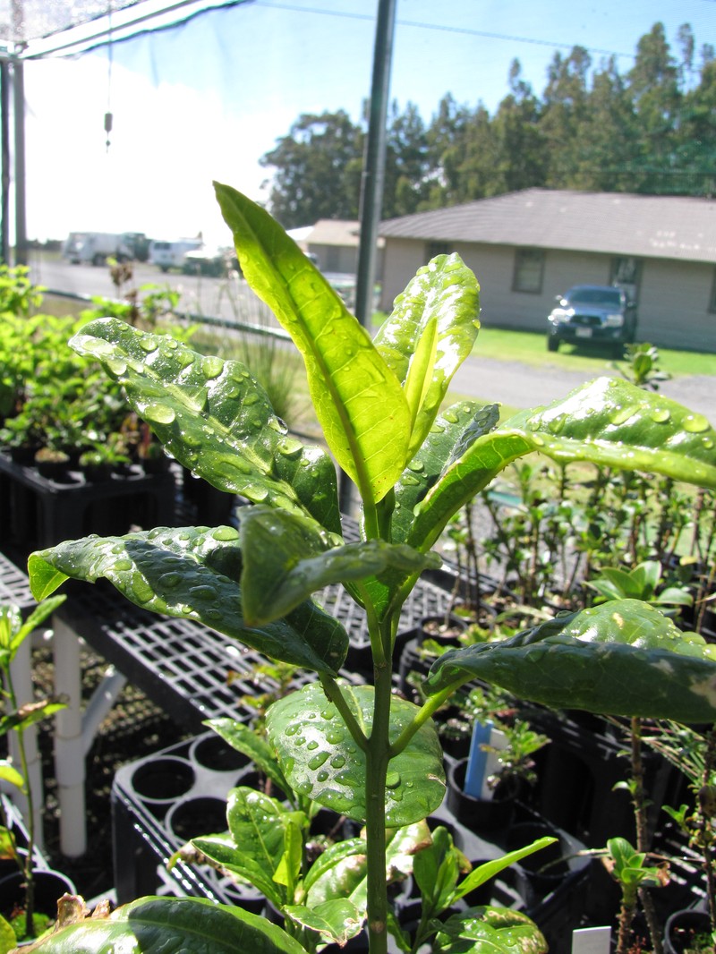 Makawao Melicope photo 3