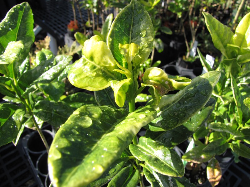 Makawao Melicope photo 4