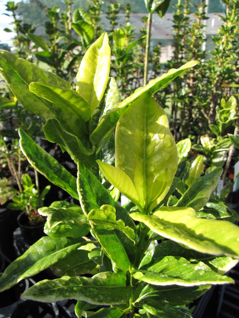 Makawao Melicope