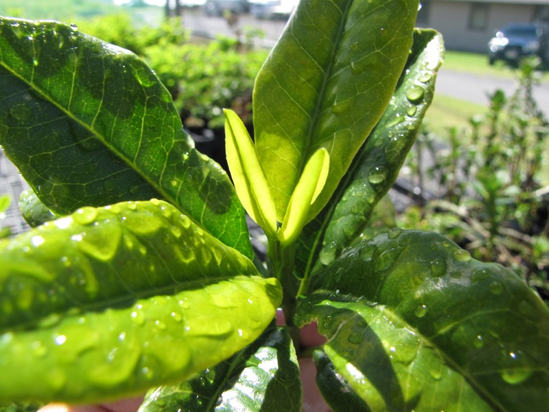 Makawao Melicope photo 5