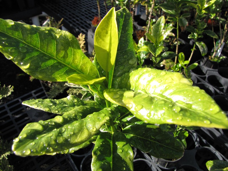 Makawao Melicope photo 6