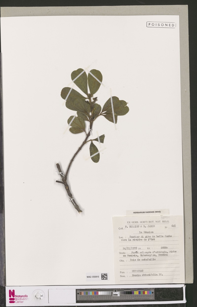 Melicope obtusifolia subsp. obtusifolia