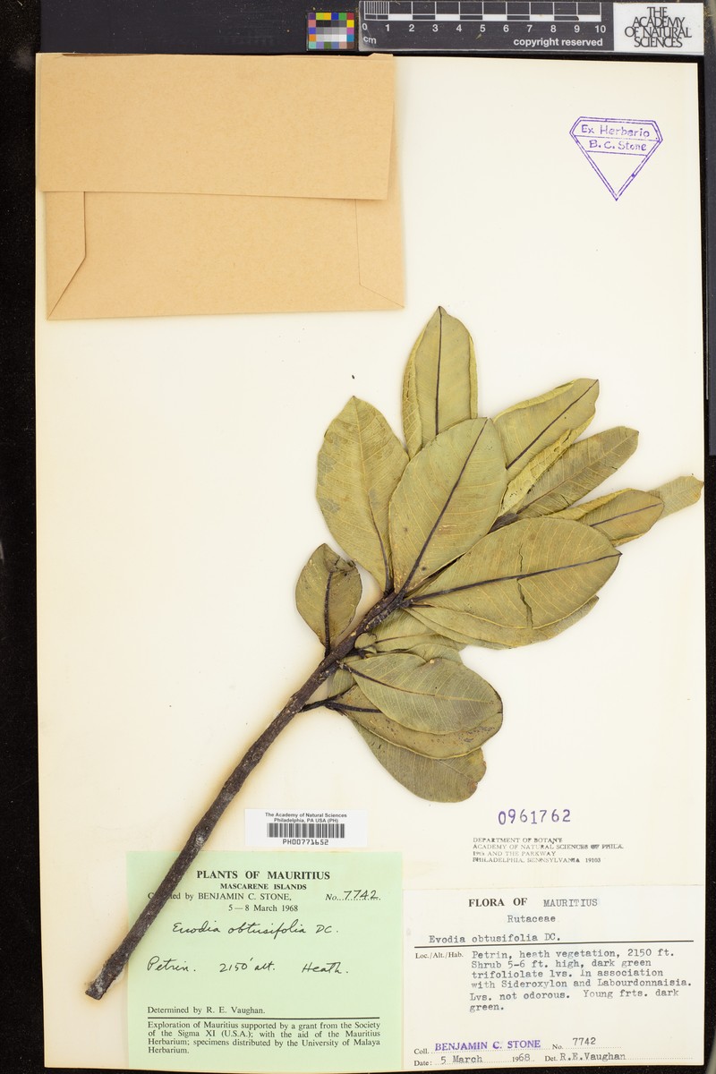 Melicope obtusifolia subsp. obtusifolia photo 2