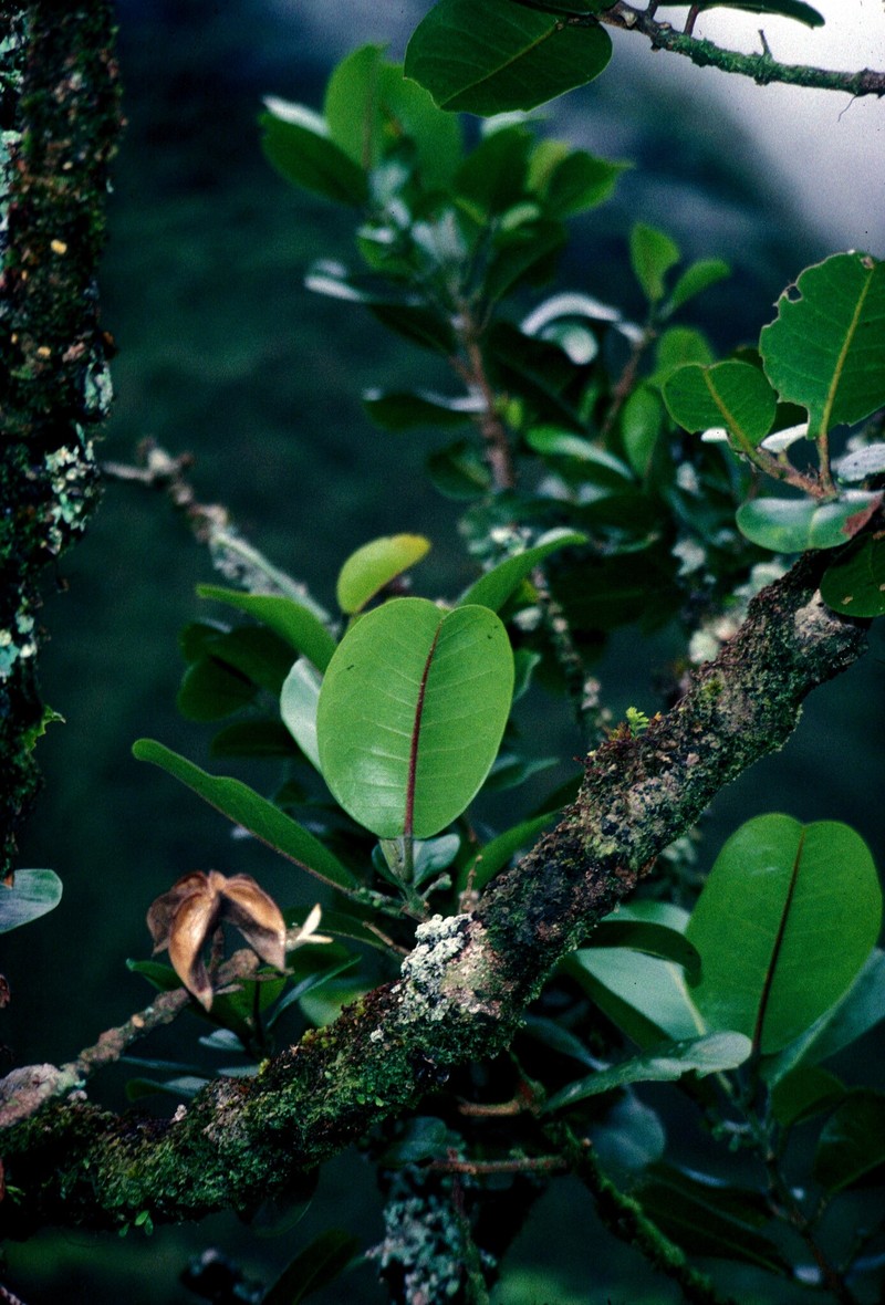 Melicope oppenheimeri photo 2