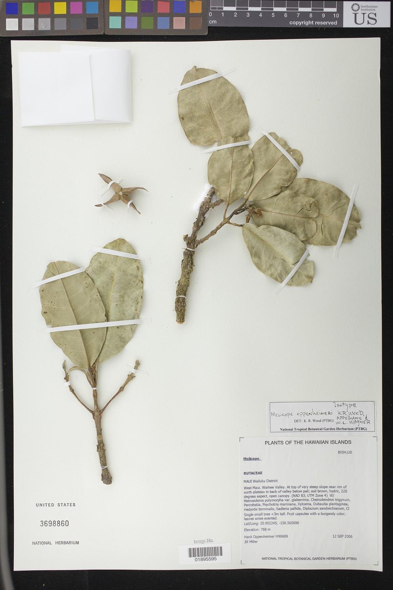 Melicope oppenheimeri photo 3
