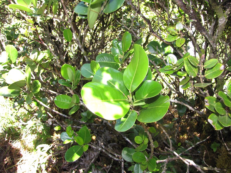 Honokahua Melicope photo 4