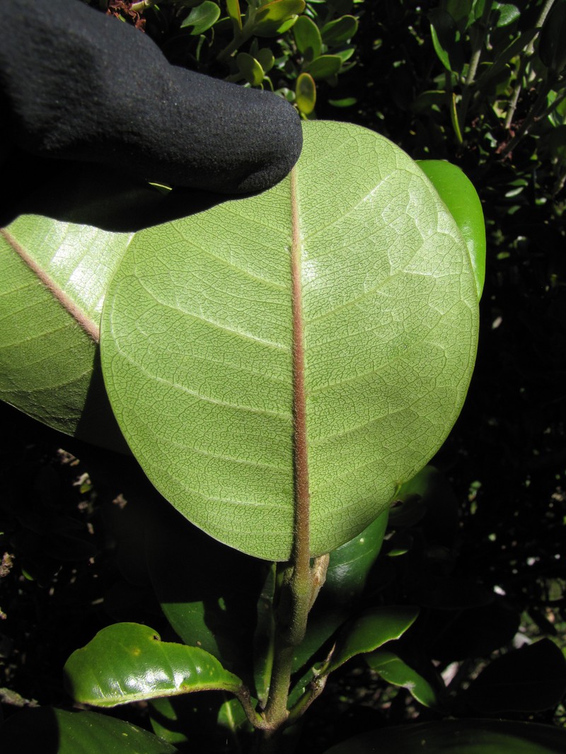 Honokahua Melicope photo 5