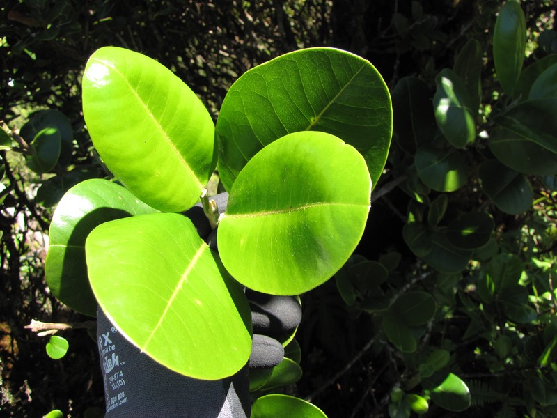 Honokahua Melicope photo 6