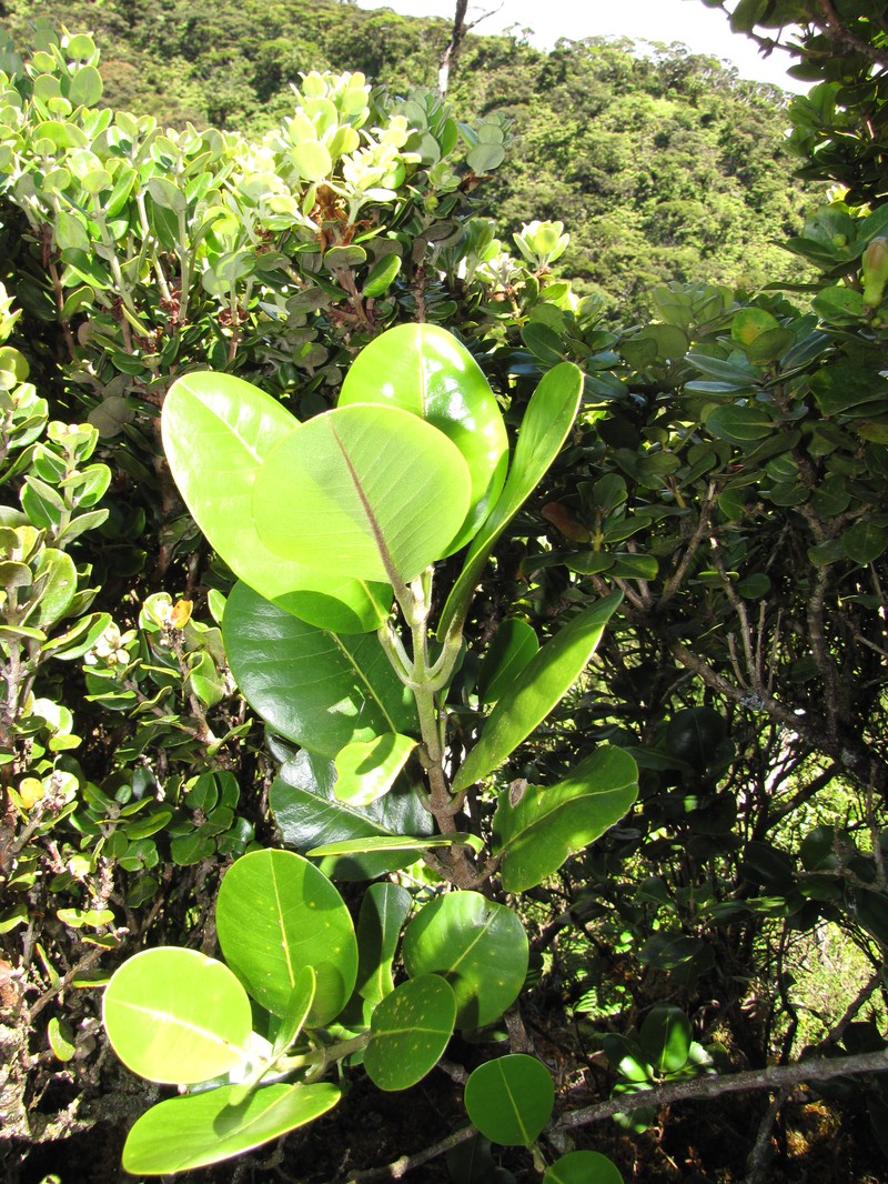 Honokahua Melicope