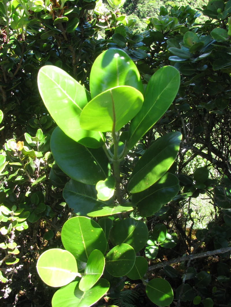 Honokahua Melicope photo 2