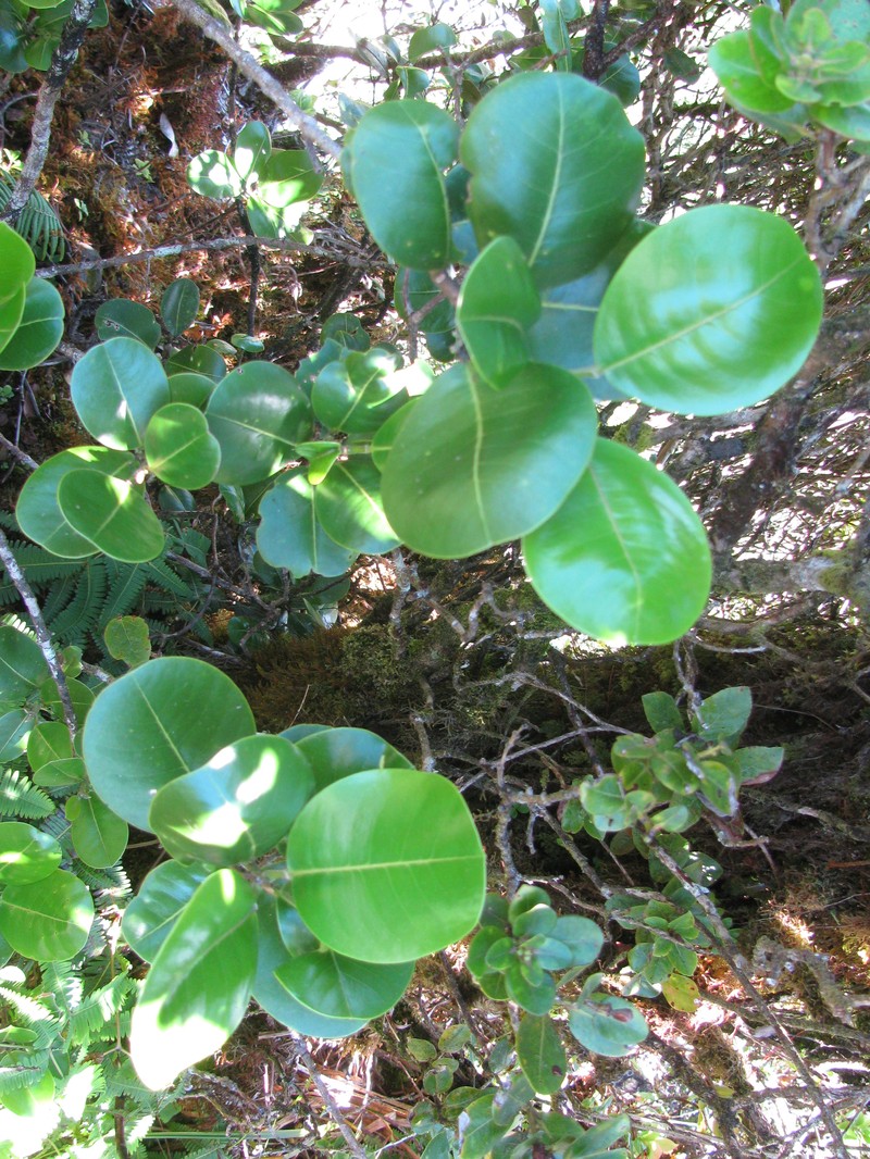 Honokahua Melicope photo 3