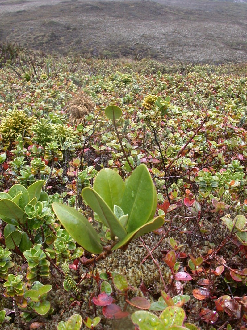 Honokahua Melicope photo 3