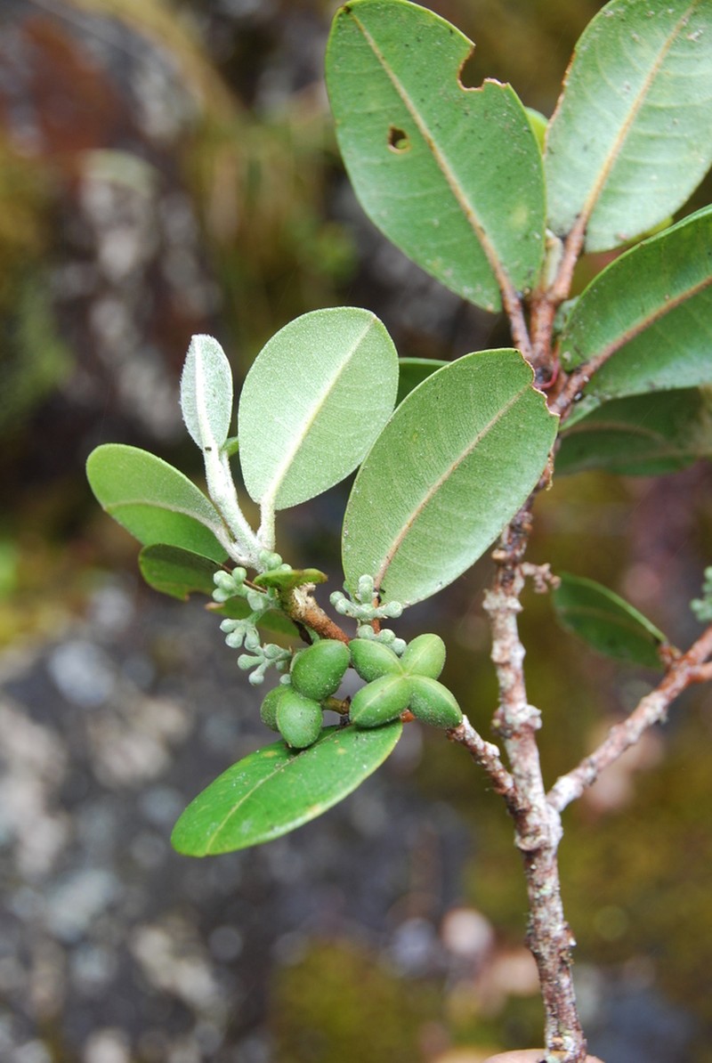 Honokahua Melicope photo 4