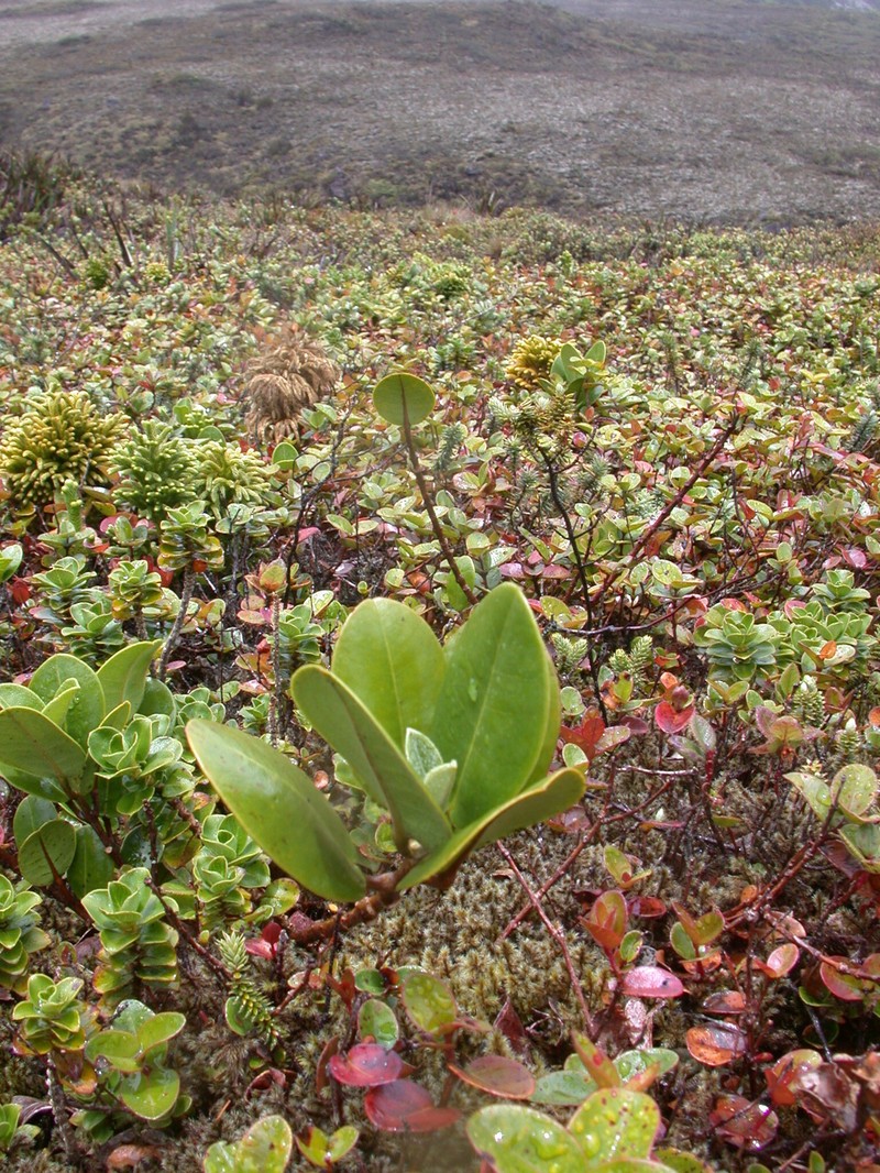 Honokahua Melicope photo 6