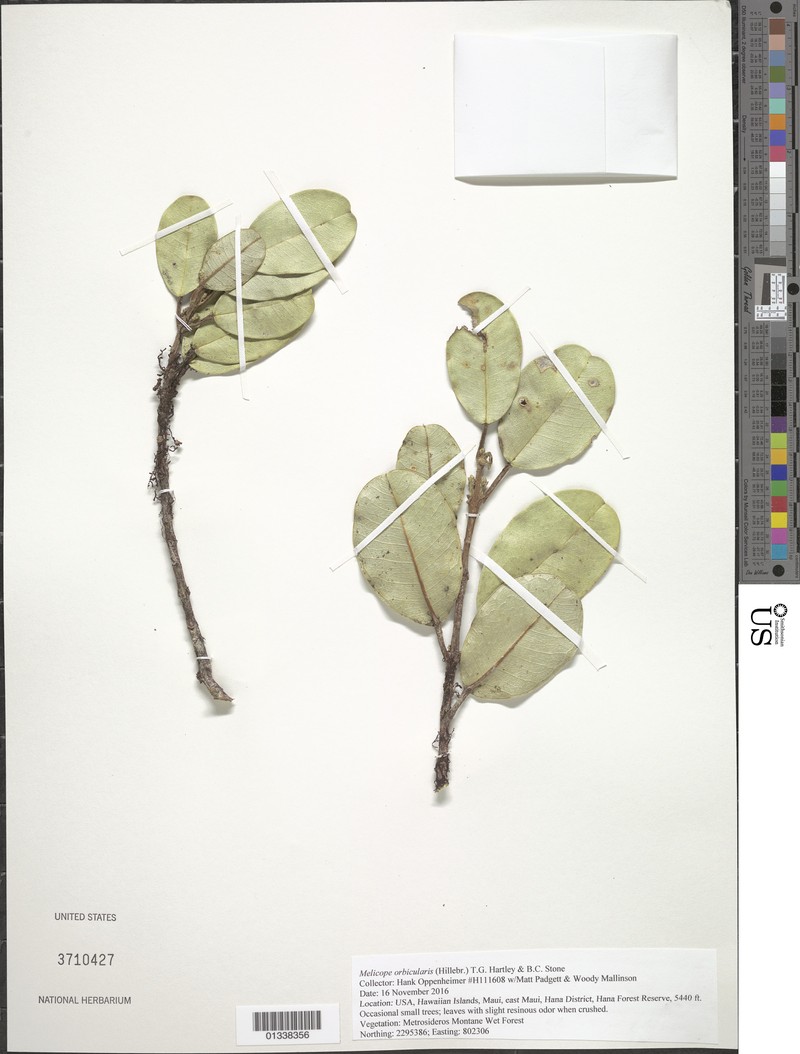 Honokahua Melicope photo 7