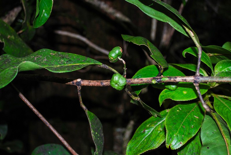 Hana Melicope