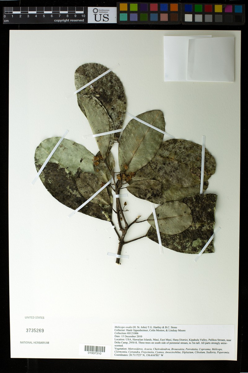 Hana Melicope photo 3