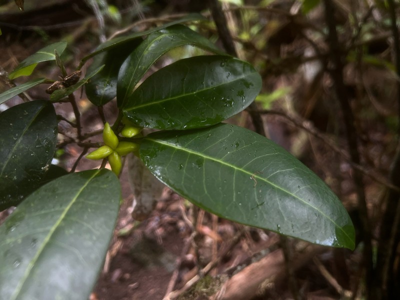 Eggshape Melicope