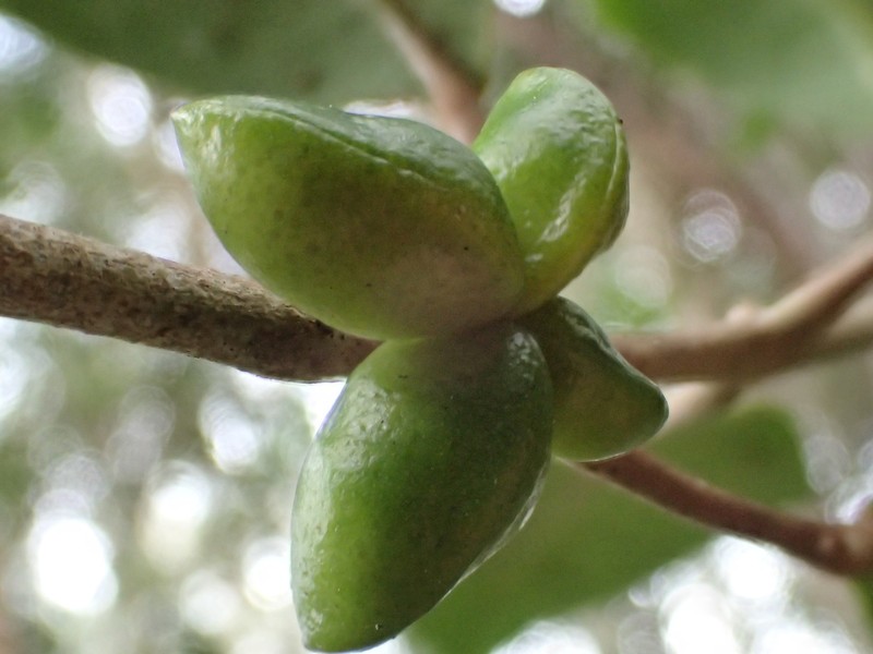 Eggshape Melicope photo 5