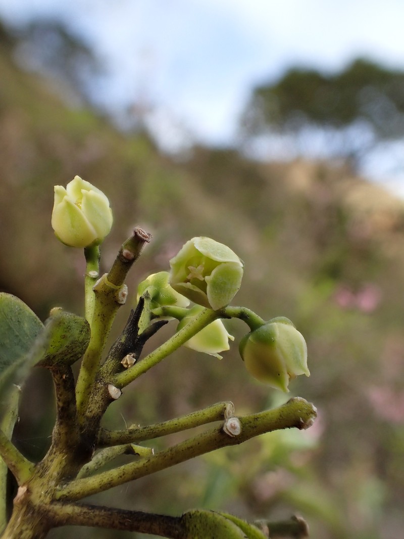 Pale Melicope photo 5